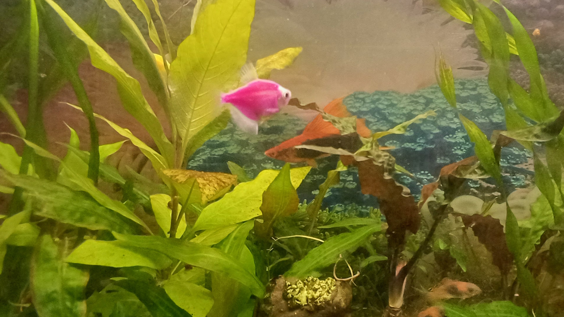 Аквариум лайфхак для внесения жидкого удобрения 🐠