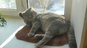 Реакция кота на замену любимой подушечки.