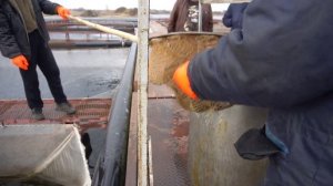 Зарыбляю свой прудик форелью