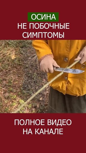 Секреты Качественной КОРЫ ОСИНЫ - Не Попадитесь! КАК ВЫГЛЯДИТ ОСИНА? #shotrs #осина #фитотерапия смотреть онлайн