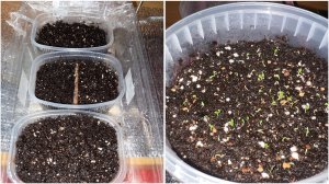 Как ПРАВИЛЬНО посадить ЦИНЕРАРИЮ на рассаду!!! ЭКПЕРИМЕНТ. Пробую два способа