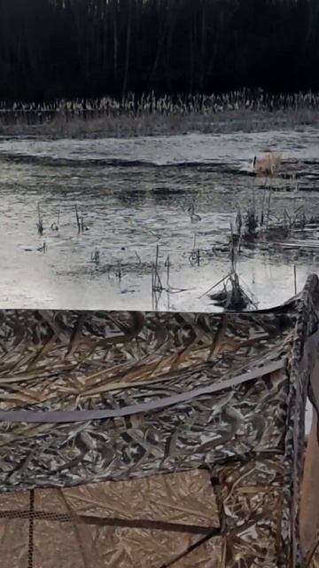 подсадная утка в работе смотреть онлайн