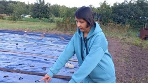 Посадка клубники на агроткань. Обработка после посадки.