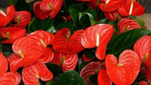 ЭТО НЕ ЛЮБИТ МУЖСКОЕ СЧАСТЬЕ, ОШИБКИ КОТОРЫЕ ДОПУСКАЕТ КАЖДЫЙ, АНТУРИУМ от пересадки до цветения