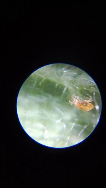 земляничный клещ на клубнике🍓🍓🍓 #клубника #сад #садоводничество #дача #огород #земляника #обзорда смотреть онлайн