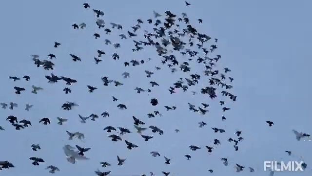 Не большой обзор у Дядь Вовы Чёрный и разминка. смотреть онлайн