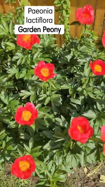 Paeonia lactiflora Chinese peony #shorts #gardening #flowers смотреть онлайн
