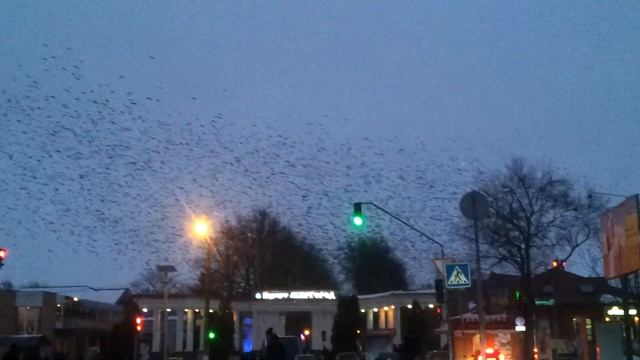 Полтавская обл пос Великая Багачка 14февраля2015года