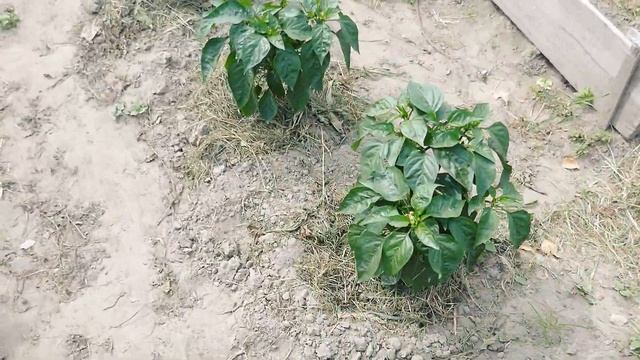 1 MONTH Without Rain | How We Struggle to Save Plants from Drought | August | Life in a Village смотреть онлайн