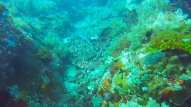 Diving Komodo July '16 смотреть онлайн