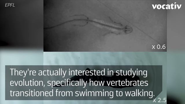 Realistic Salamander Robot Is Creepy But Useful смотреть онлайн