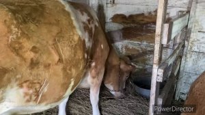 ДУБКОВСКАЯ птицефабрика на связи 😂😂😂