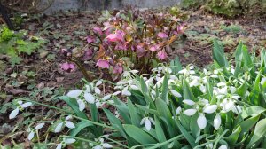 Розы замёрзли, обрезаю. Похоже, нас ждет лето без роз. 11.03.2025 г. Пятигорск, зона 6б. #южныйсад