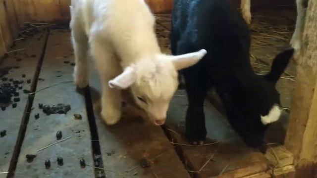 Весёлые козлята. смотреть онлайн