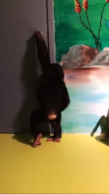 Monkey Animals SOO Cute! AWW Cute baby animals Videos Compilation CUTEST moment of the animals #939 смотреть онлайн