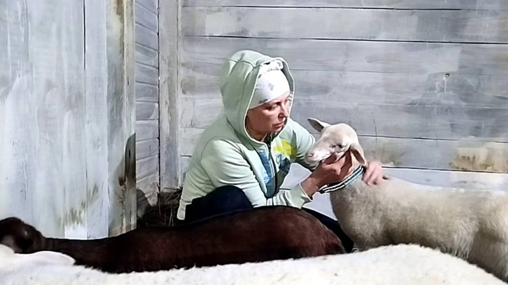 КУПИЛА НА СВОЮ ГОЛОВУ В ПЛЕМЕННОМ ХОЗЯЙСТВЕ🤔 смотреть онлайн