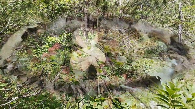 Грибы, цветы и черепахи!