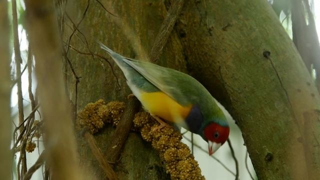 Most Colorful Birds In The World | Stunning Nature | Birds Sounds | Learn Names of Birds смотреть онлайн