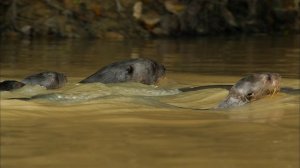 BBC: Мир с высоты птичьего полёта 4 серия «Южная Америка» (документальный сериал, 2011)
