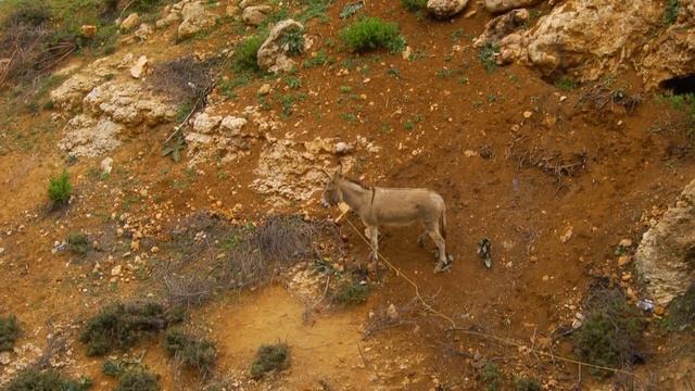 Восточная притча "Дрессировка осла" смотреть онлайн