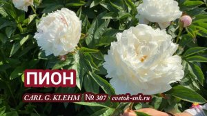 Пион Carl G. Klehm. Цветение 2022 года / Сад Ворошиловой