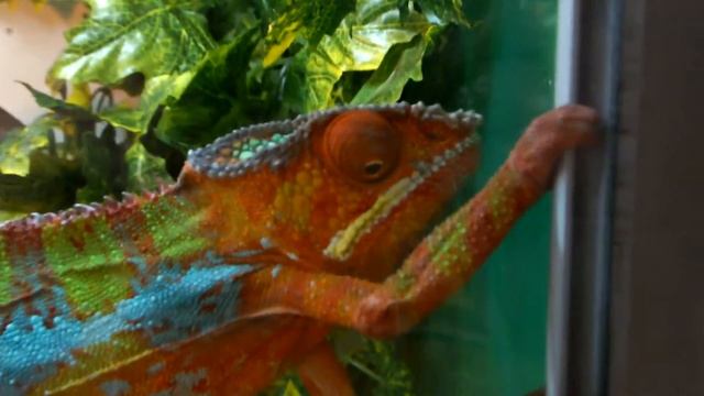 хамелион смотреть онлайн