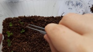 Пикировка сеянцев глоксиний