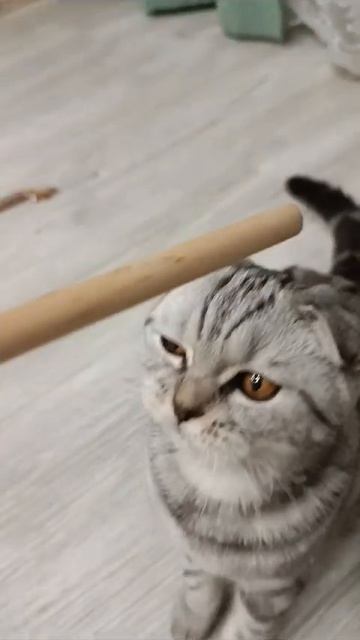 Играет с палочкой