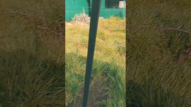 Шпалера из профтрубы 6на2 по 3 метра распил смотреть онлайн