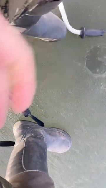 Карасик по последнему льду. #рыбалка #карасик #поклевка 🗣️ Автор: #РЫБАЛКА_во_все_ВРЕМЕНА смотреть онлайн