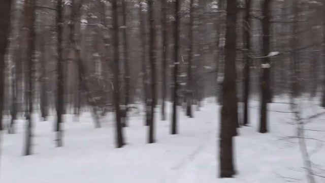 Москва 3641 Новомещерский проезд, Мещерский лесопарк зима день