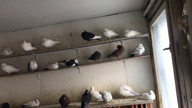 #Pigeons.Как глистогонить голубей. смотреть онлайн