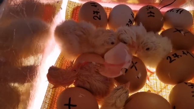 САМОДЕЛЬНЫЙ ИНКУБАТОР! ВЫЛУП УДАЛСЯ!!! 🐥🐥🐥 смотреть онлайн