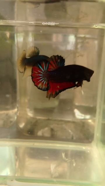 Самец плакат Халь Мун мультиколор. #betta #bettafish #fish смотреть онлайн