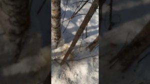 Волки съели волка или Рысь , закрытия сезона на соболя )