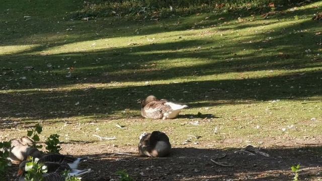 Le Roi et l’Enfant@ la voie смотреть онлайн