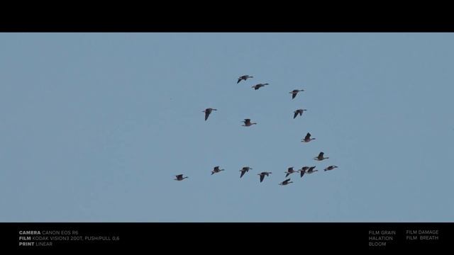 How To Get The CINEMATIC LOOK For Your NATURE FILMS смотреть онлайн