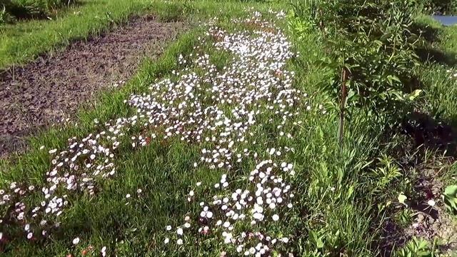 Деревня. Июнь. 8.2022г. смотреть онлайн