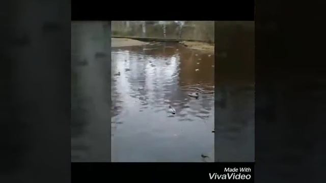 Утиные страсти Петрозаводска. Карелия. Ноябрь 2017 смотреть онлайн