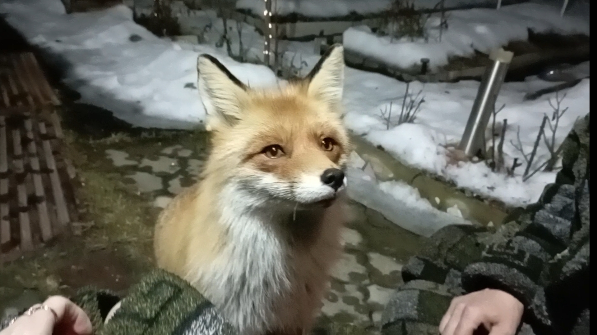 (977) Лиса приходит в гости. Март 2025 смотреть онлайн