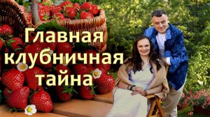 5 простых советов для урожая клубники