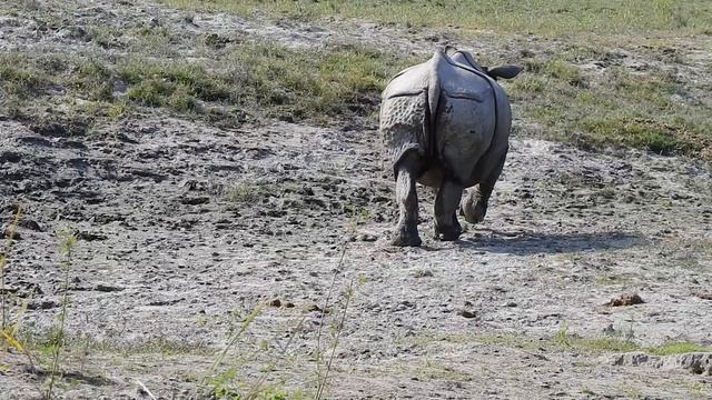 Rhino Attack....... смотреть онлайн