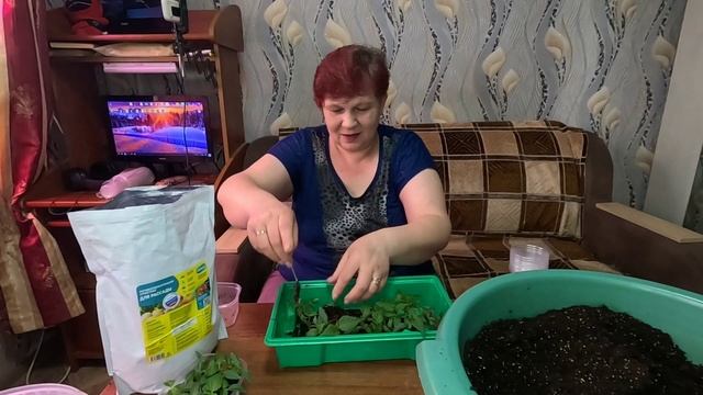 Заглублять или нет перец при пикировке? Корневая поражает воображение!! смотреть онлайн