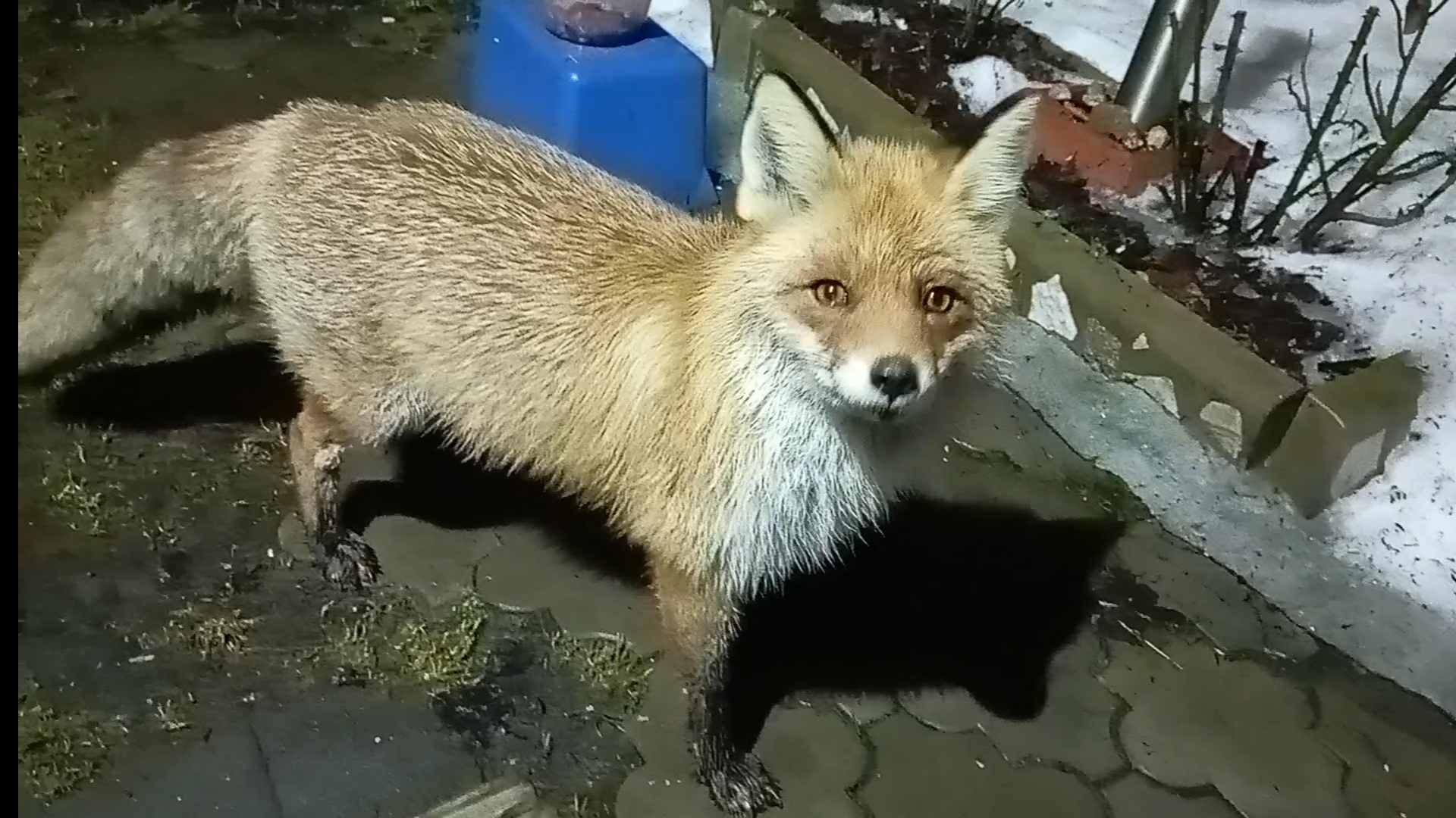 (978) Лиса приходит в гости. Март 2025 смотреть онлайн