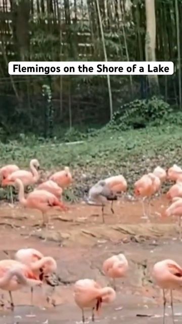Group of flamingos on the shore of a lake during sunny day #nature #flemingo #shorts смотреть онлайн