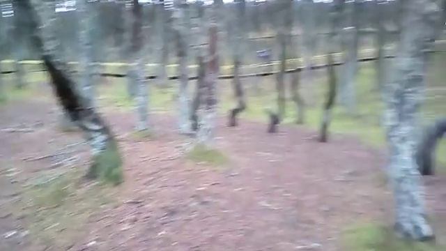 Танцующий лес 3 смотреть онлайн