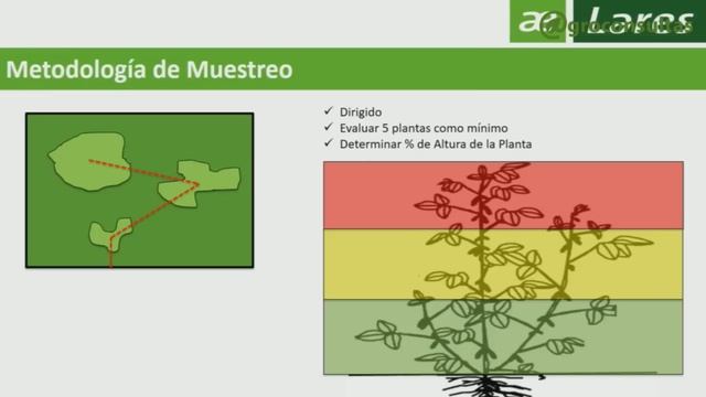 Manejo de plagas en Soja y Maíz - Modos de acción de insecticidas смотреть онлайн