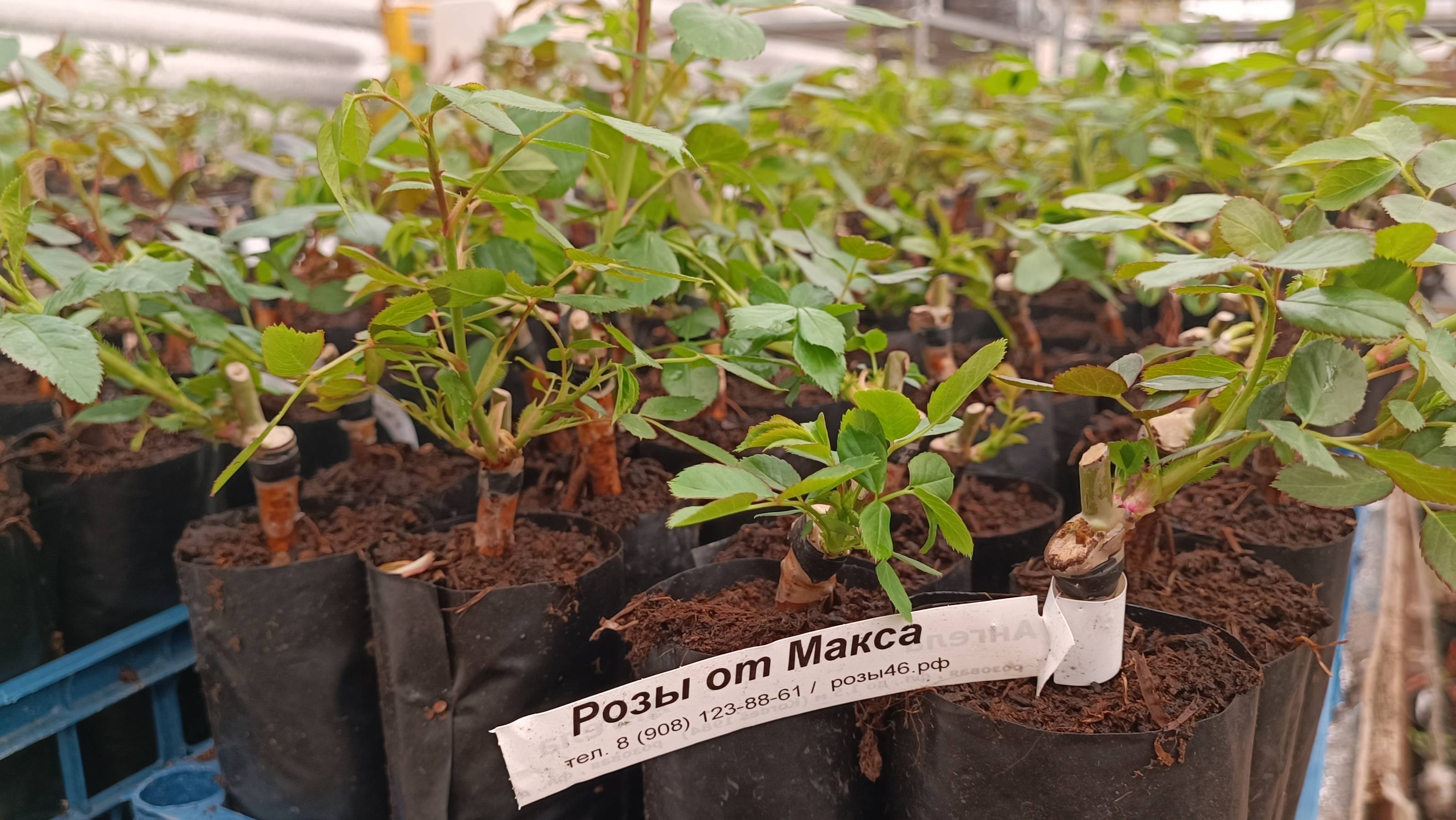 Прием заказов на молодые саженцы роз будет открыт 15 марта 2025г. смотреть онлайн