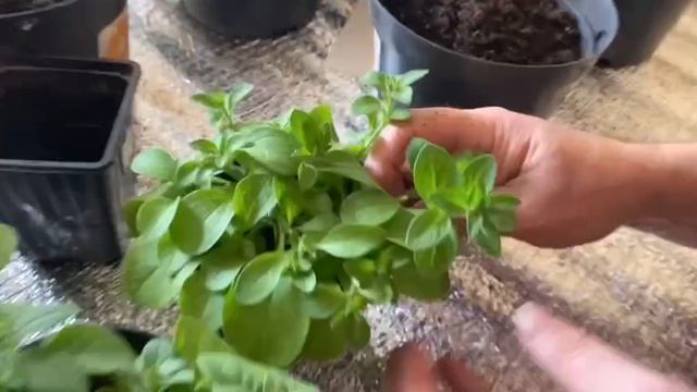 Петуния ампельная. Рассада 13.03.25