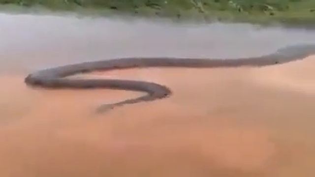 Червячок... смотреть онлайн